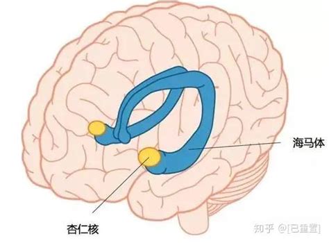 海馬迴作用|海马体